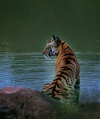 Madhai