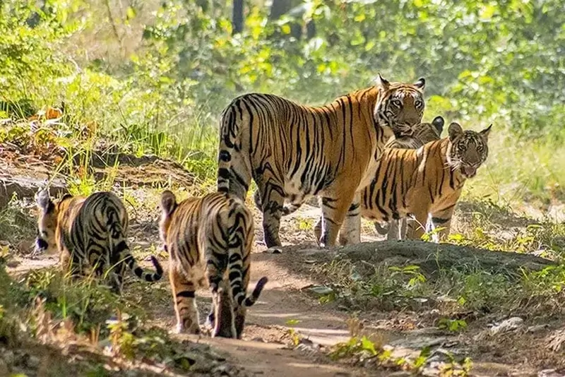 Satpura National Tiger Reserve